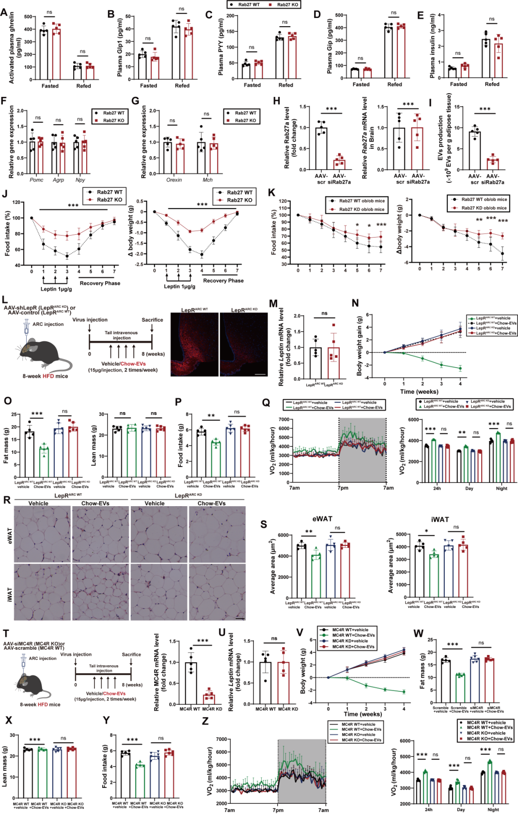 IF=30.9【客户文章—脂肪-脑轴】南京大学毕艳主任医师/李靓教授团队揭示Ad-EVs是中枢瘦素敏感性和能量稳态的关键调控因子