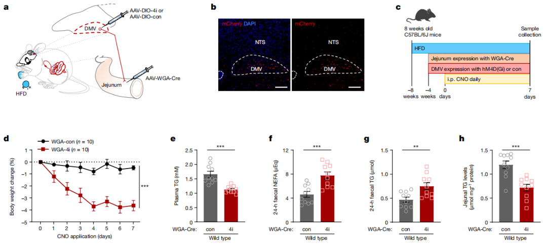 【新手指南】小白速看｜WGA示踪蛋白：神经科学里“追踪连接”的基础工具