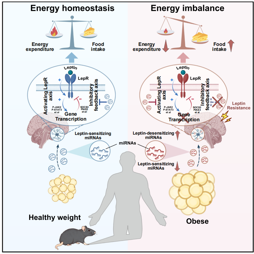 IF=30.9【客户文章—脂肪-脑轴】南京大学毕艳主任医师/李靓教授团队揭示Ad-EVs是中枢瘦素敏感性和能量稳态的关键调控因子