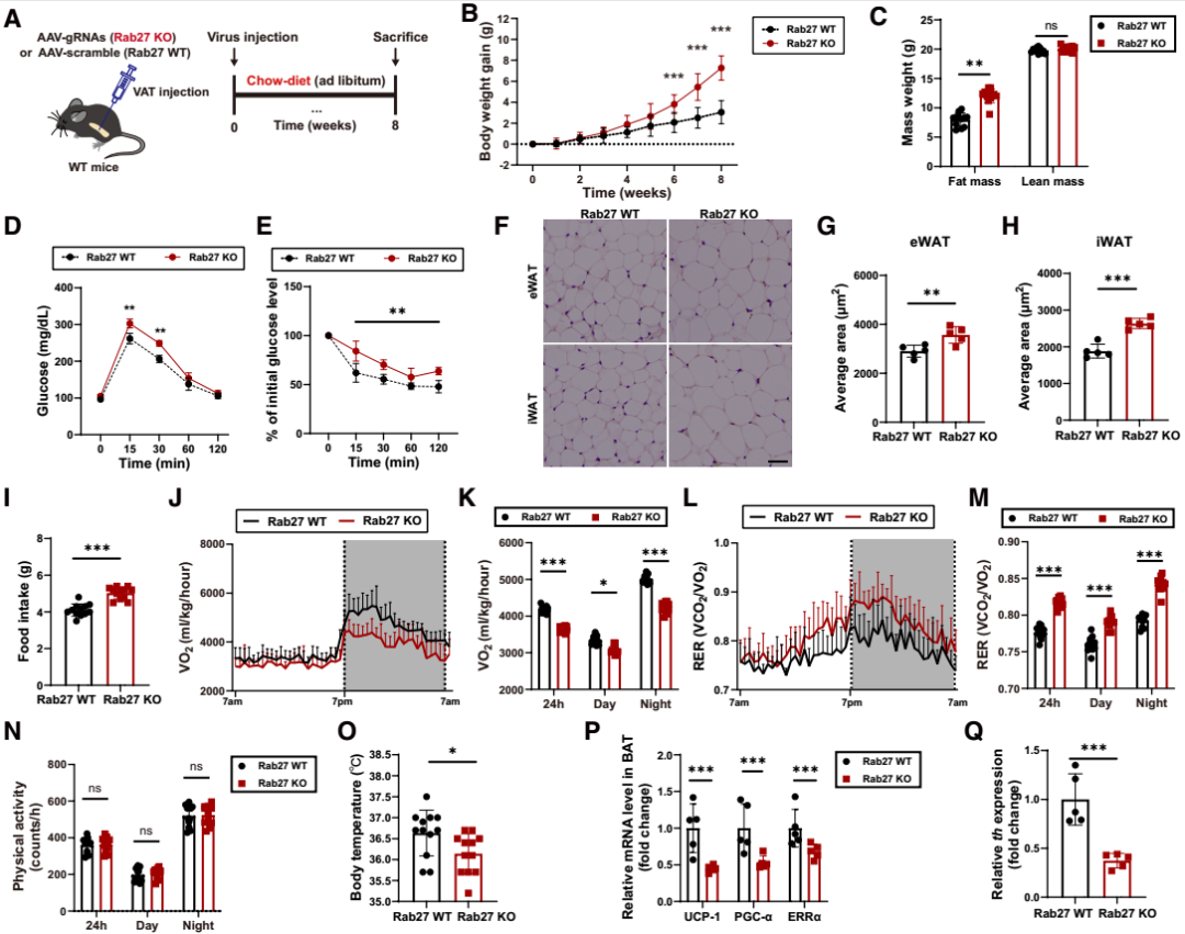 IF=30.9【客户文章—脂肪-脑轴】南京大学毕艳主任医师/李靓教授团队揭示Ad-EVs是中枢瘦素敏感性和能量稳态的关键调控因子