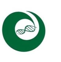 hPSC诱导分化肾类器官