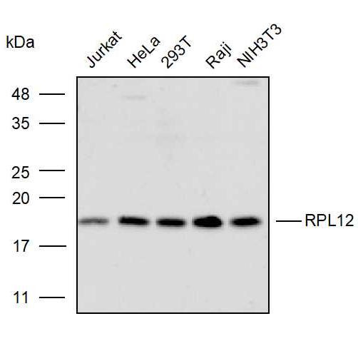 硝酸纤维素膜(NC膜0.22um)-实验图片