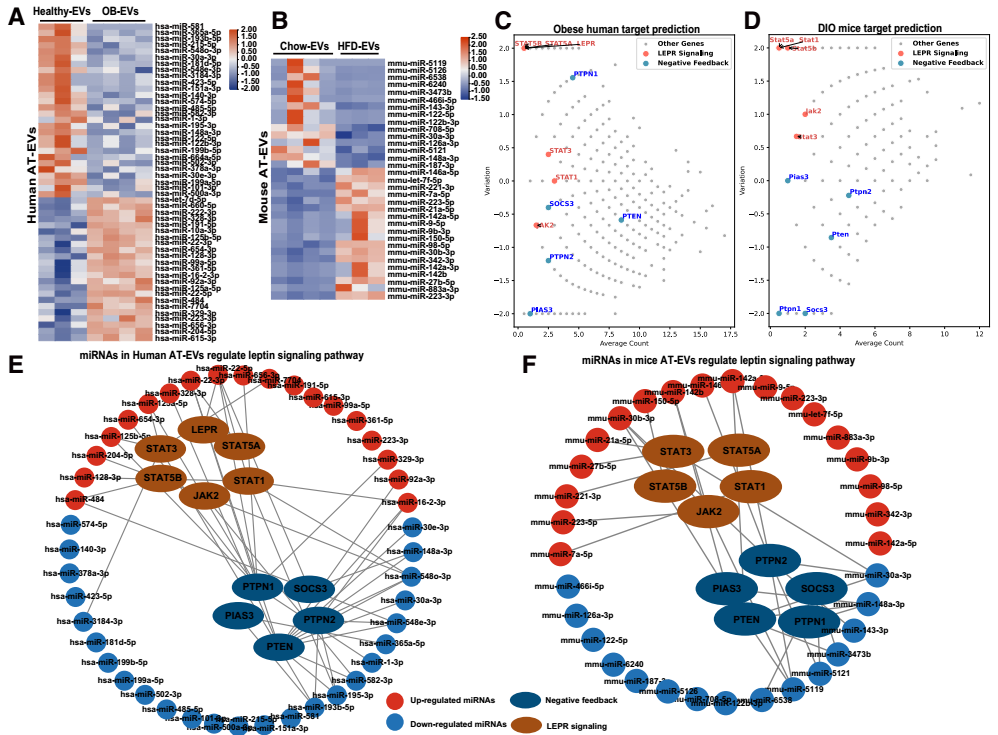 IF=30.9【客户文章—脂肪-脑轴】南京大学毕艳主任医师/李靓教授团队揭示Ad-EVs是中枢瘦素敏感性和能量稳态的关键调控因子