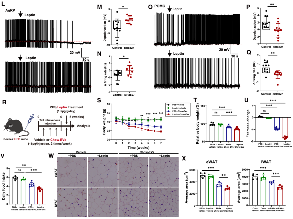 IF=30.9【客户文章—脂肪-脑轴】南京大学毕艳主任医师/李靓教授团队揭示Ad-EVs是中枢瘦素敏感性和能量稳态的关键调控因子