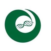 hPSC诱导分化肝类器官