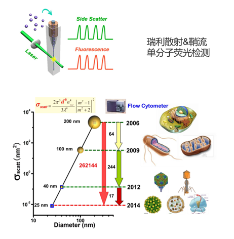 纳米流式赋能CAR-T体内递送全流程质控
