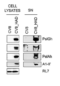 每月研报：盘点普健生物2025年11月文献锦集