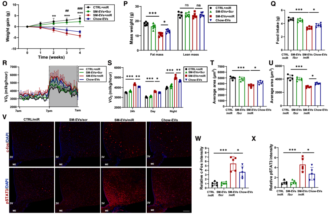 IF=30.9【客户文章—脂肪-脑轴】南京大学毕艳主任医师/李靓教授团队揭示Ad-EVs是中枢瘦素敏感性和能量稳态的关键调控因子
