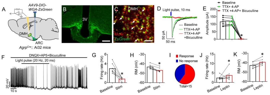 【新手指南】小白速看｜WGA示踪蛋白：神经科学里“追踪连接”的基础工具