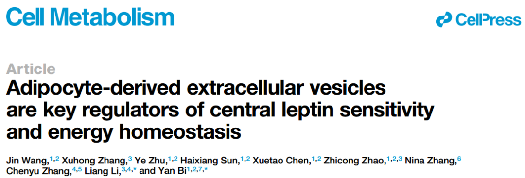 IF=30.9【客户文章—脂肪-脑轴】南京大学毕艳主任医师/李靓教授团队揭示Ad-EVs是中枢瘦素敏感性和能量稳态的关键调控因子