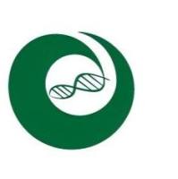 hPSC诱导分化胰岛类器官