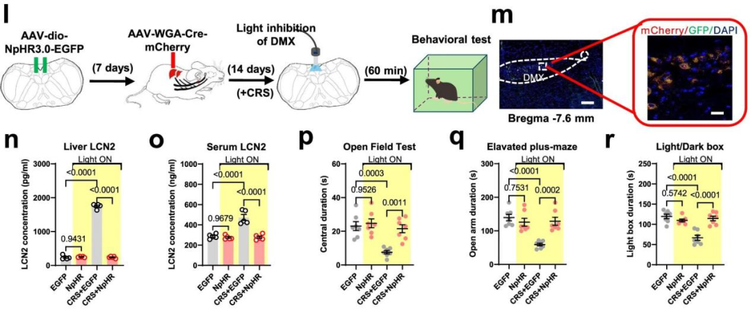 【新手指南】小白速看｜WGA示踪蛋白：神经科学里“追踪连接”的基础工具