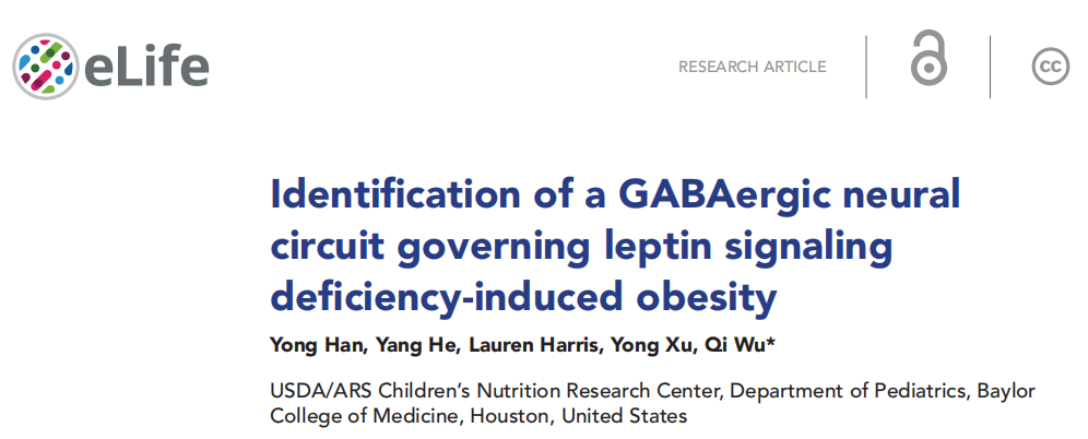 【新手指南】小白速看｜WGA示踪蛋白：神经科学里“追踪连接”的基础工具