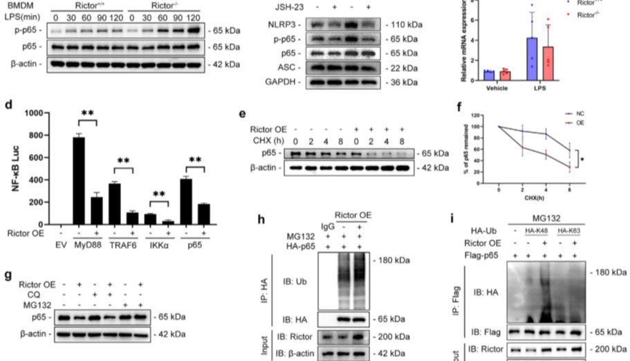 【IF 14.1】突破肾移植ABMR治疗困境！Absin CoIP试剂盒（abs955）助力解析Rictor-p65-NLRP3分子机制