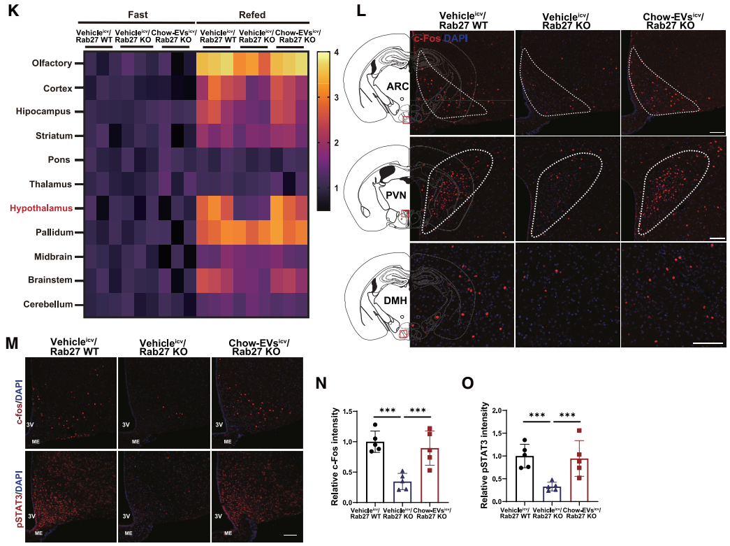 IF=30.9【客户文章—脂肪-脑轴】南京大学毕艳主任医师/李靓教授团队揭示Ad-EVs是中枢瘦素敏感性和能量稳态的关键调控因子