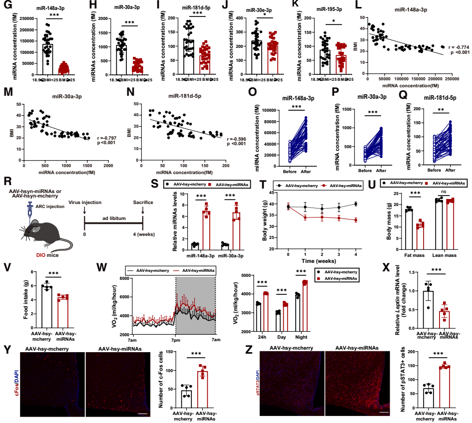 IF=30.9【客户文章—脂肪-脑轴】南京大学毕艳主任医师/李靓教授团队揭示Ad-EVs是中枢瘦素敏感性和能量稳态的关键调控因子