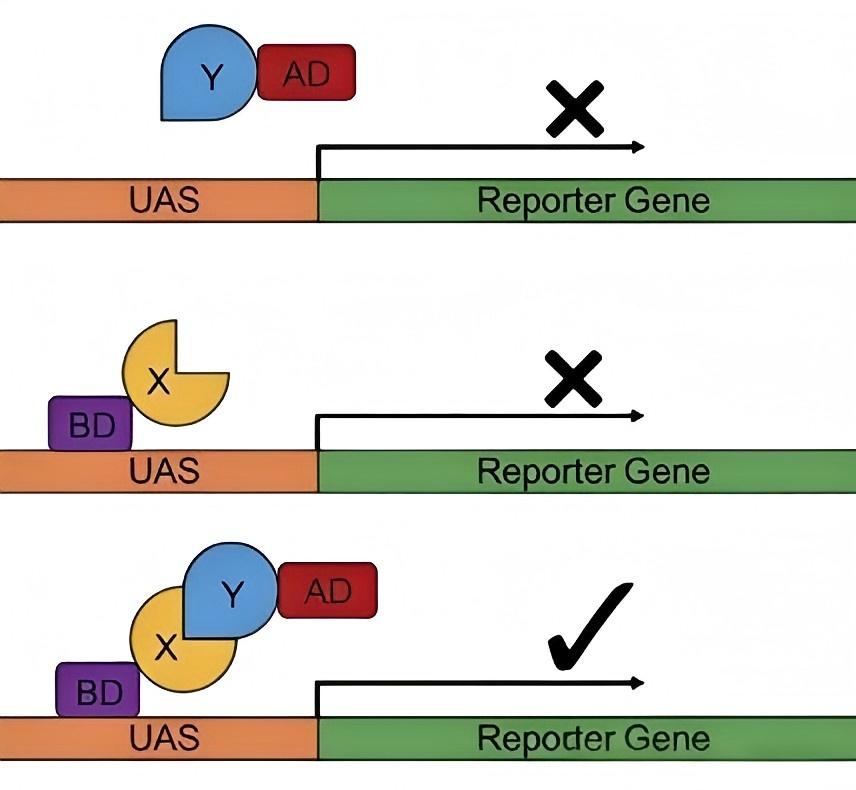 以蛋白研究之名，揭秘看得见的蛋白互作技术