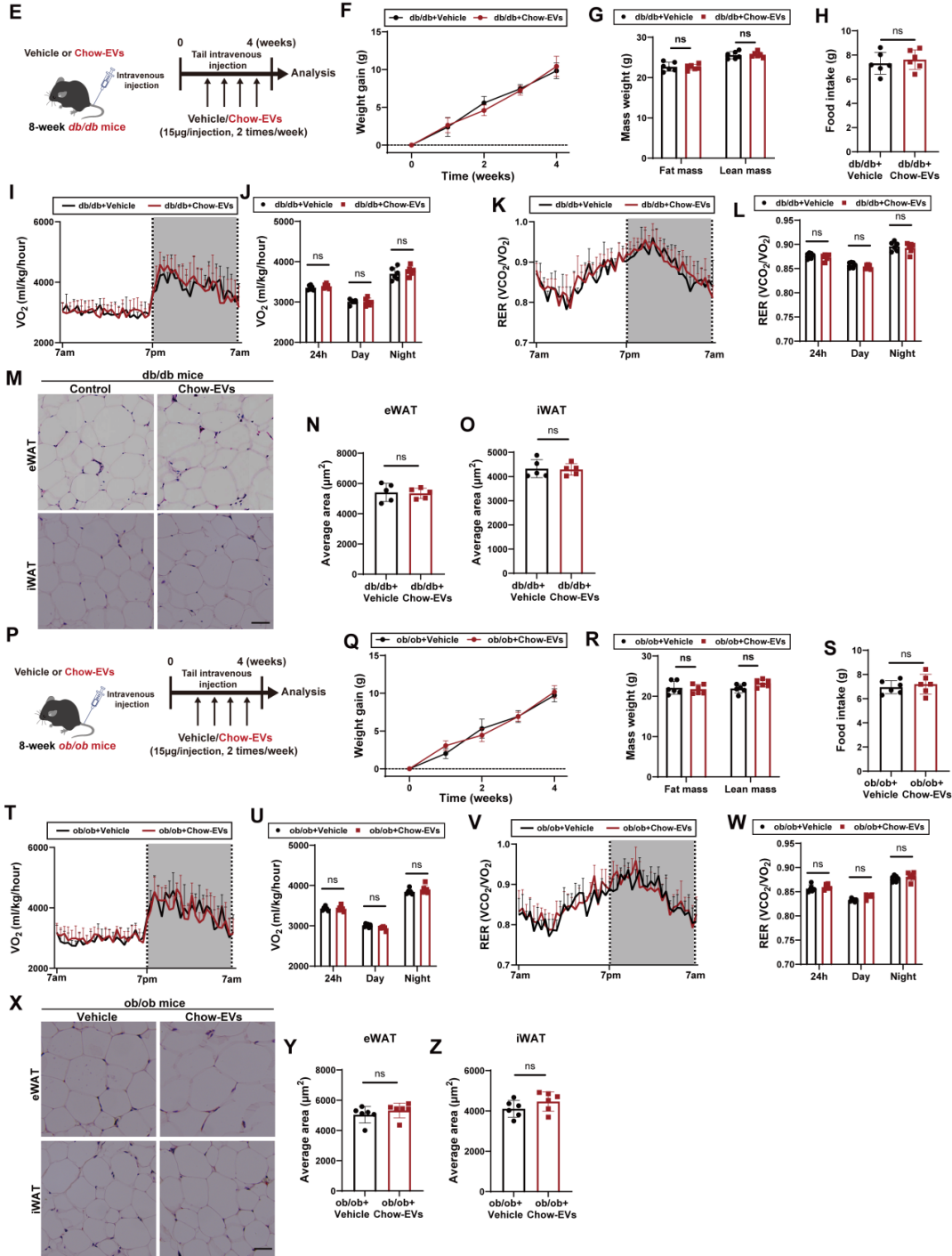 IF=30.9【客户文章—脂肪-脑轴】南京大学毕艳主任医师/李靓教授团队揭示Ad-EVs是中枢瘦素敏感性和能量稳态的关键调控因子