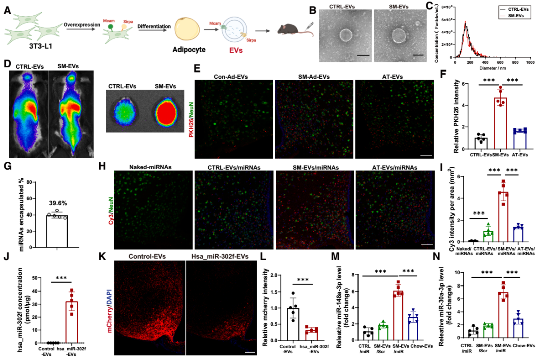 IF=30.9【客户文章—脂肪-脑轴】南京大学毕艳主任医师/李靓教授团队揭示Ad-EVs是中枢瘦素敏感性和能量稳态的关键调控因子