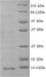 E.coli CXCL10 Protein蛋白，orb244