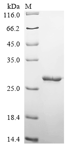 重组蛋白 Escherichia coli Tetracyc