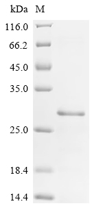 重组蛋白 Mouse Heparin-binding gro