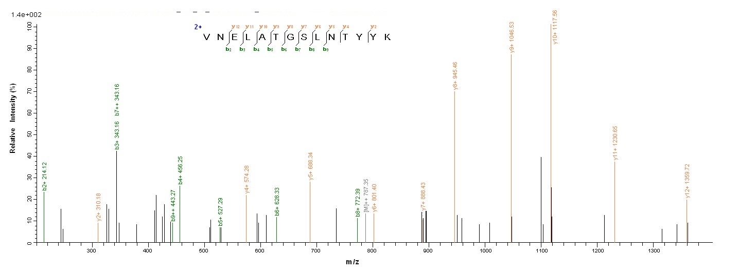 Bacterial scn Protein蛋白，orb358
