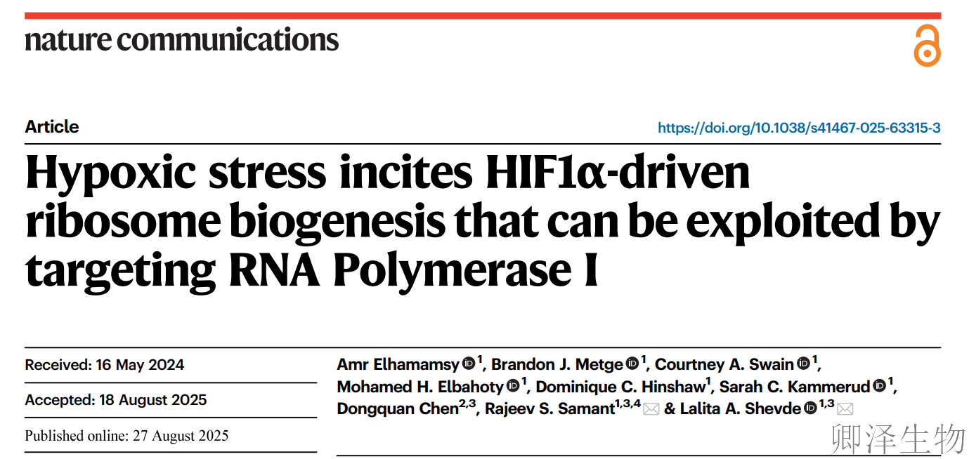【乳腺癌转移新机制】 | HIF1α直接促进核糖体生成，靶向RNA Pol I可抑制转移