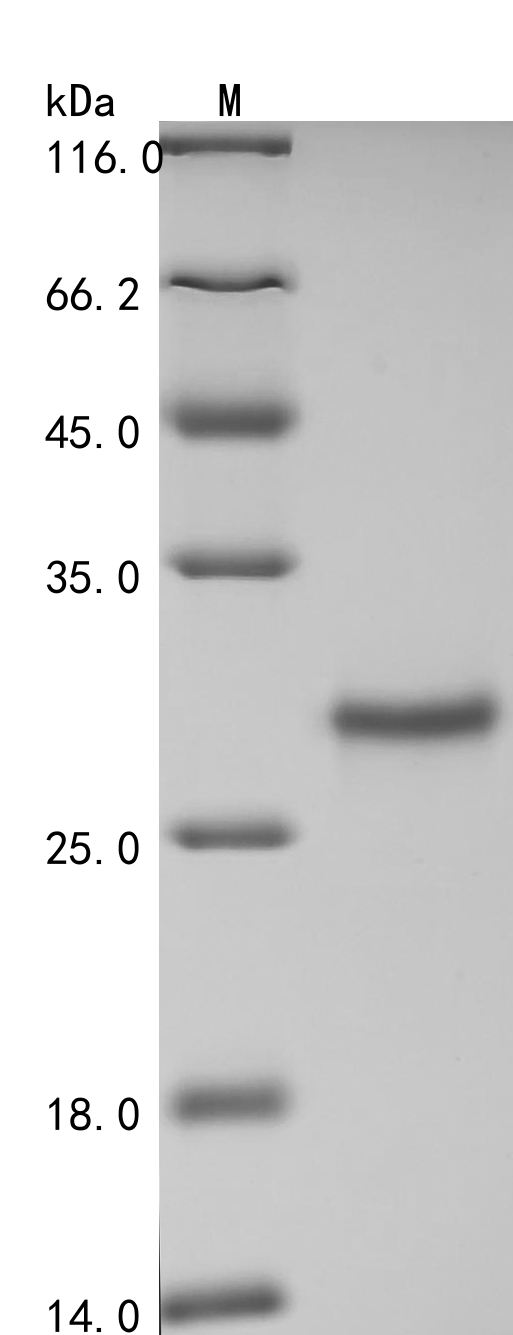 Human GSTM3 Protein蛋白，orb14779