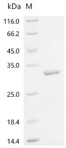 重组蛋白 Human Peptide deformylase