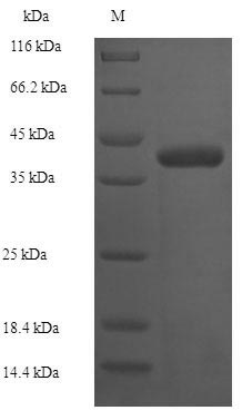 E. coli plsC Protein蛋白，orb2447