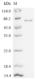 重组蛋白 Mouse Glutamate receptor 