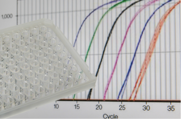 如何通过空白值、标准曲线参数和重复检测验证ELISA标准曲线的可靠性