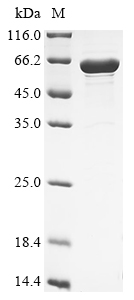 重组蛋白 Human cytomegalovirus Env