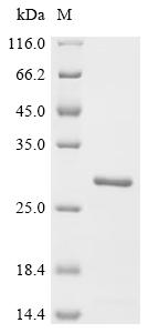 重组蛋白 Shigella flexneri Peptido