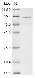 重组蛋白 Orientia tsutsugamushi 56