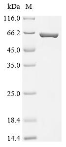 重组蛋白 Escherichia coli Periplas