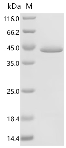 重组蛋白 Human L-lactate dehydroge