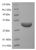 Plant Ribosome-inactivating Pr