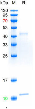 重组蛋白 human HLA-A & Beta-2-MG H