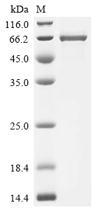重组蛋白 Human Desmoglein-1 (DSG1)