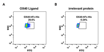 Human FLT3 Ligand Protein蛋白, m