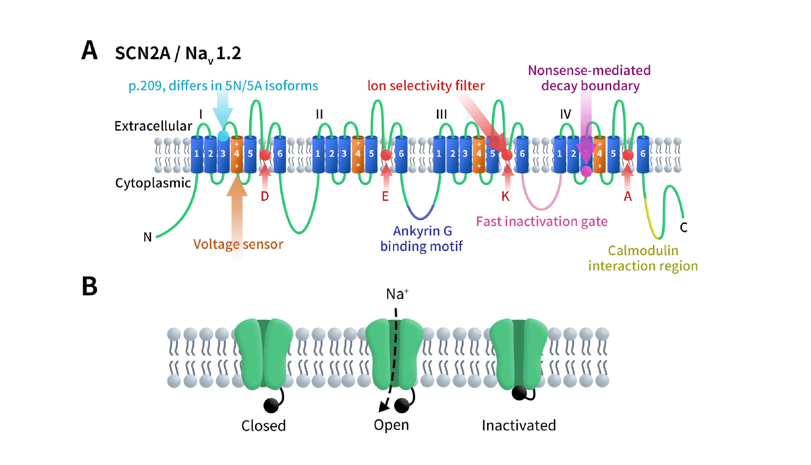 SCN2A：解密神经通道机制，开启早发型癫痫靶向治疗新时代