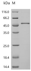 重组蛋白 Human S-adenosylmethionin