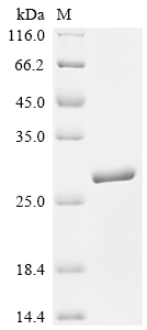 重组蛋白 Sheep Interferon tau-1 (I