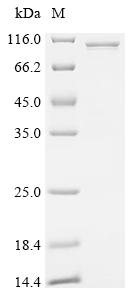 重组蛋白 Human Z-DNA-binding Prote