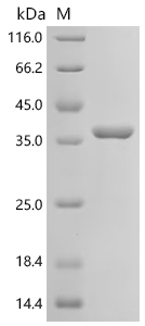 重组蛋白 Mycobacterium bovis Diacy