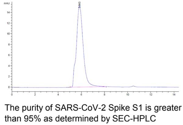 SARS-CoV-2 (COVID-19) Spike S1
