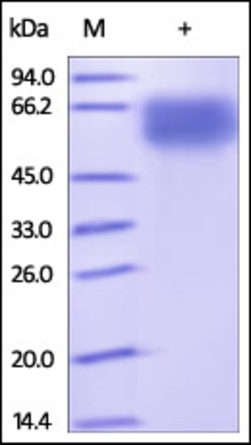 NCR1 重组蛋白，orb1227949，biorbyt