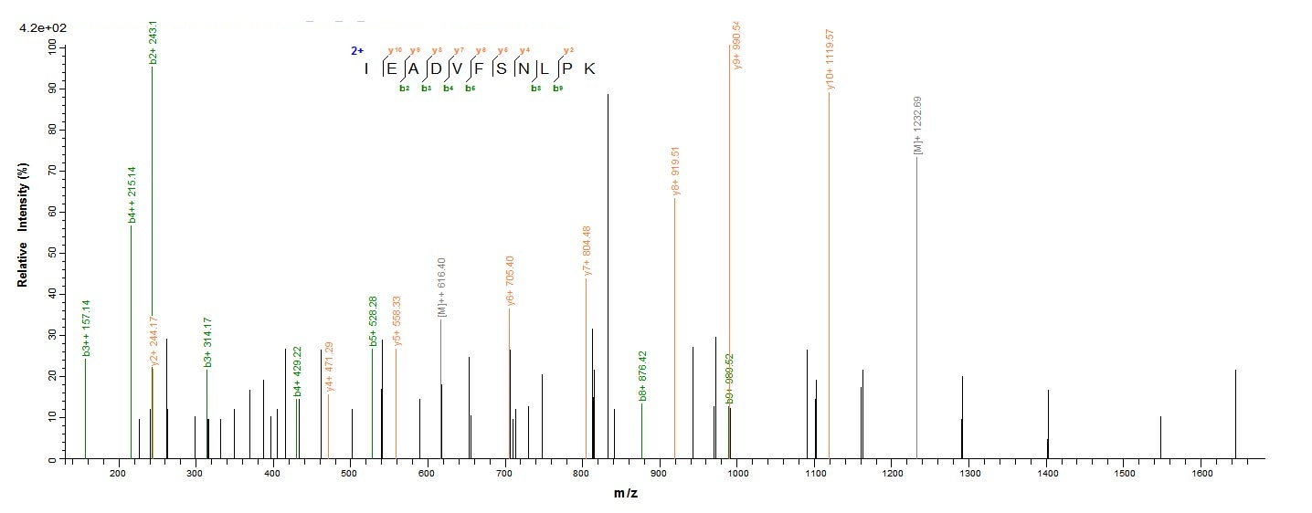 Human FSHR Protein蛋白，orb244214